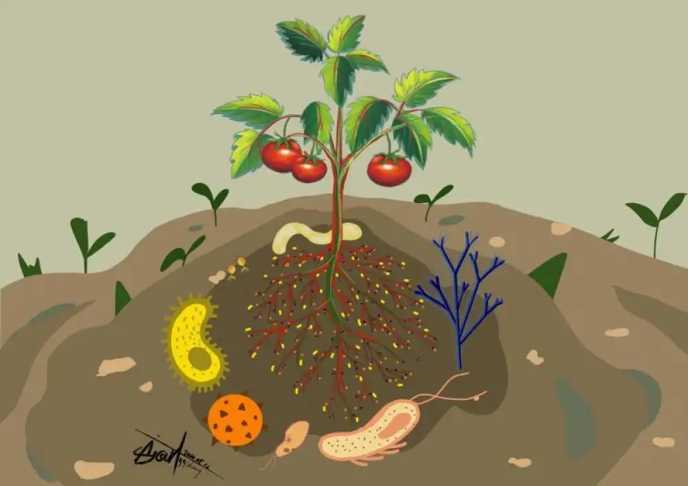 根际微生物与植物生长
