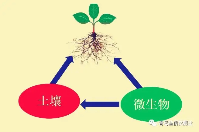 土壤生物区系在持续农业中的作用