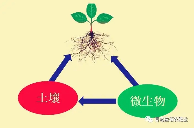 土壤生物区系在持续农业中的作用
