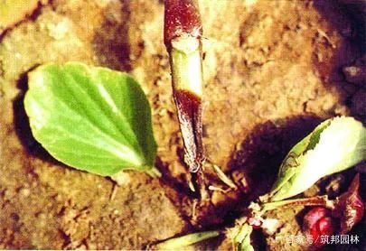 土传植物病原菌的生物防治